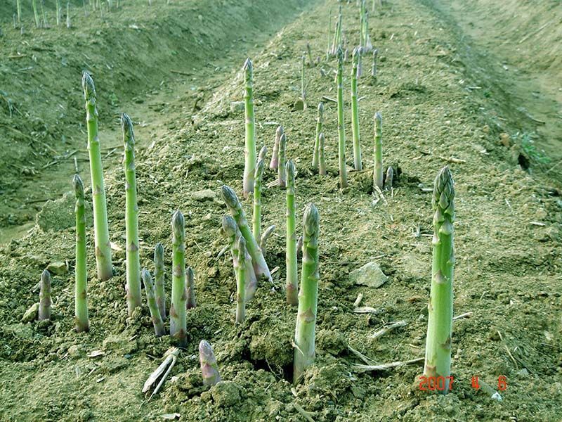 蘆筍栽植深度有要求嗎？